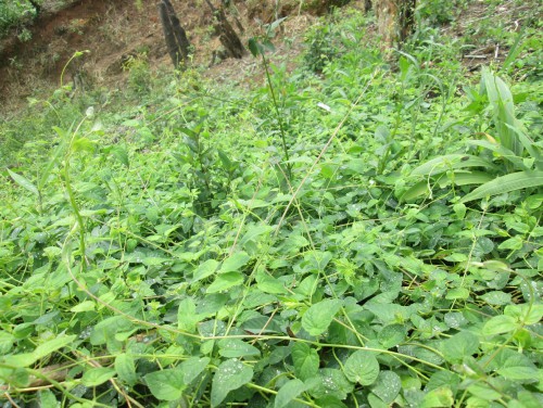 Đảng sâm: Dễ trồng, giá trị cao