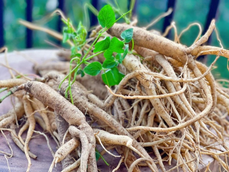 Đẳng sâm là gì? Có những tác dụng nào?