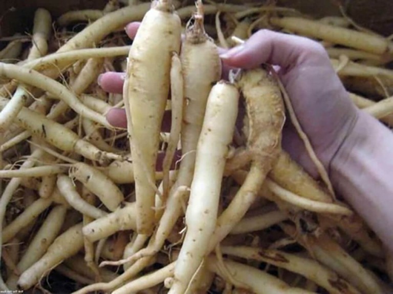 Một số bài thuốc dân gian từ đẳng sâm mang lại hiệu quả cao có người dùng