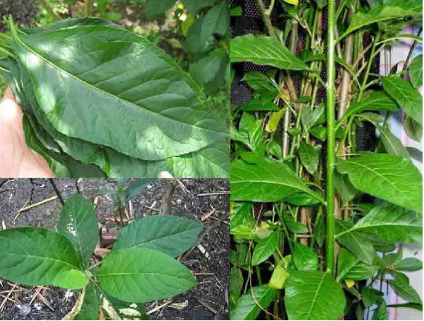 Cây mật gấu – bài thuốc quý từ thiên nhiên